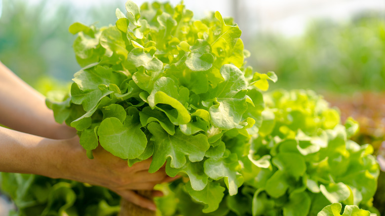 Two hands holding a healthy lettuce harvested from a hydroponic garden in the sunshine