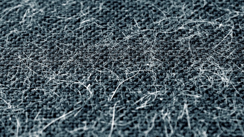 Dark carpet covered in hair