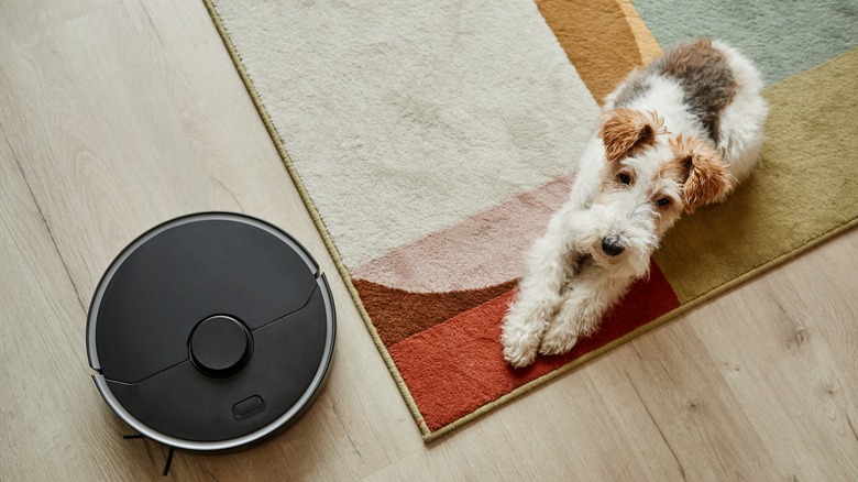 Rug, dog, and robot vacuum