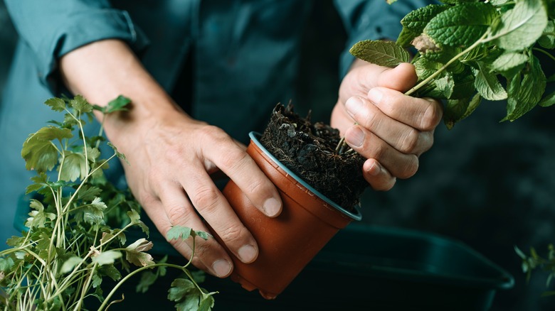 Taking mint out of a plastic pot