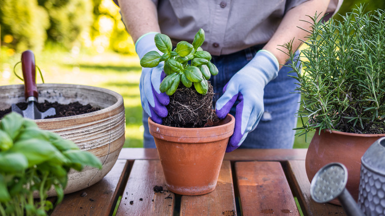 Planting basil in a terracotta pot