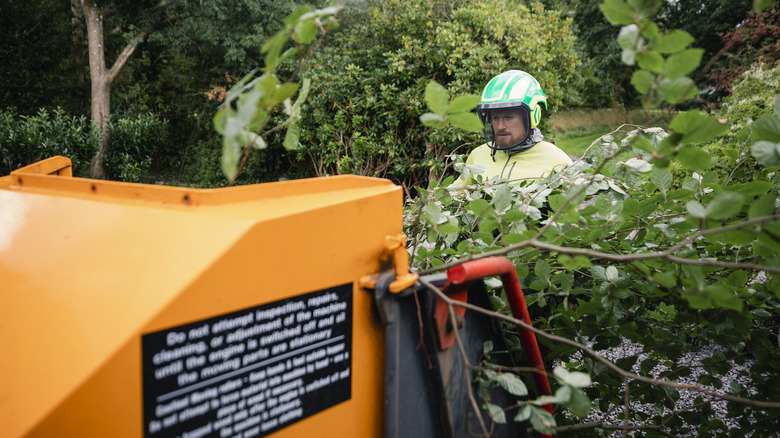 Worker watching a wood chipper