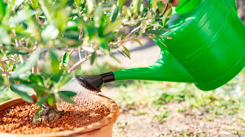 Watering can and potted plant
