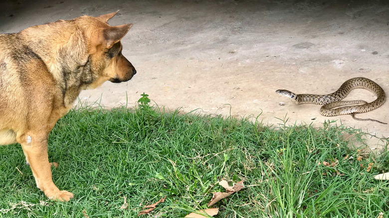 dog and snake face off