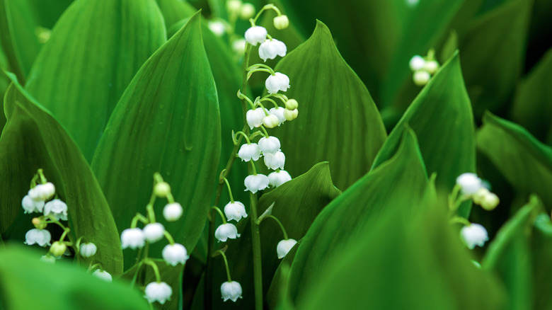 lily of the valley blooms