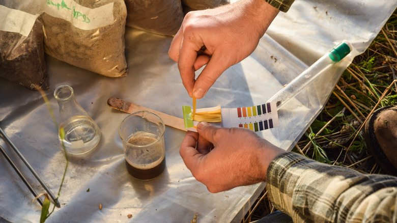 person testing soil for nutrients