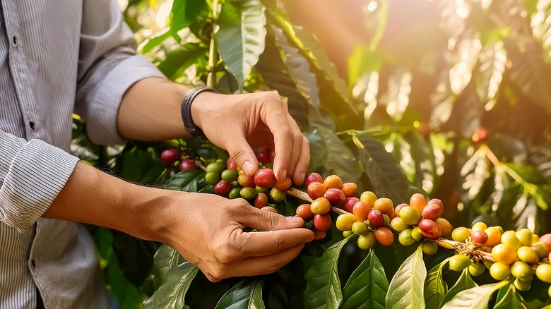 Coffee plant and ripe cherries