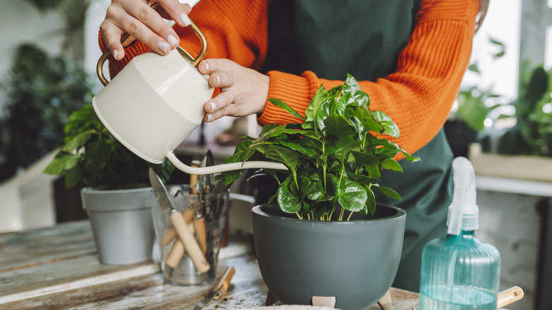 watering a coffee plant