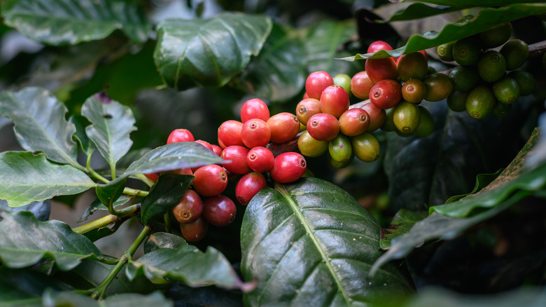 Nearly ripe coffee cherries