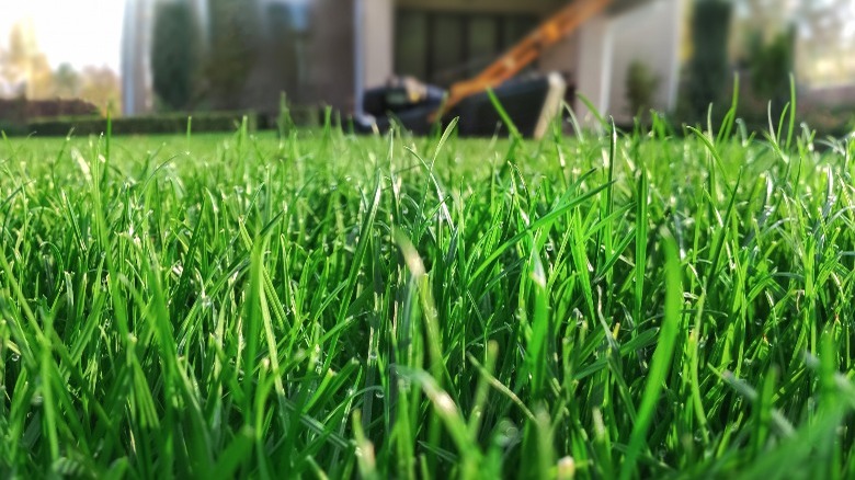 Freshly cut grass