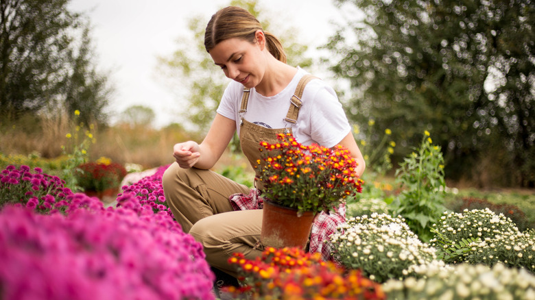 Woman planting chrysanthemums