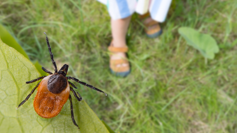 tick on tree leaf