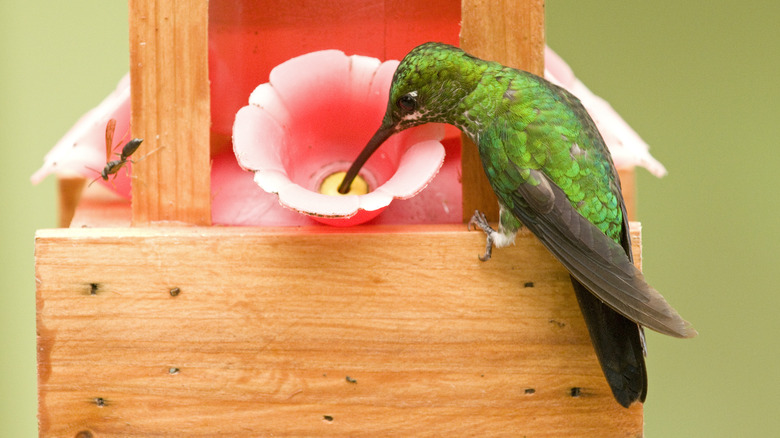 hummingbird drinking from feeder