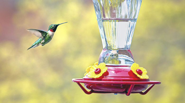 hummingbird hummingbird feeder