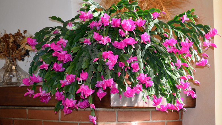 Christmas cactus sitting on mantel