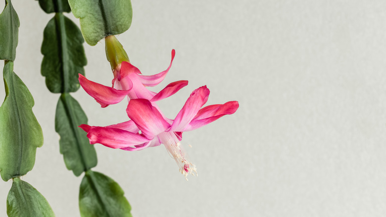 pink flower on Christmas cactus