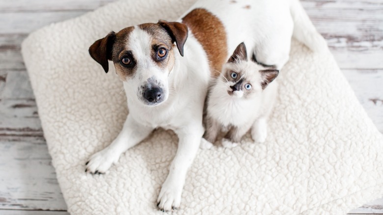 dog and cat looking up