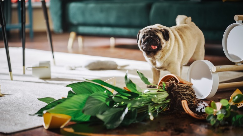 Pug next to fallen houseplant