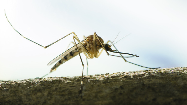 close up of mosquito