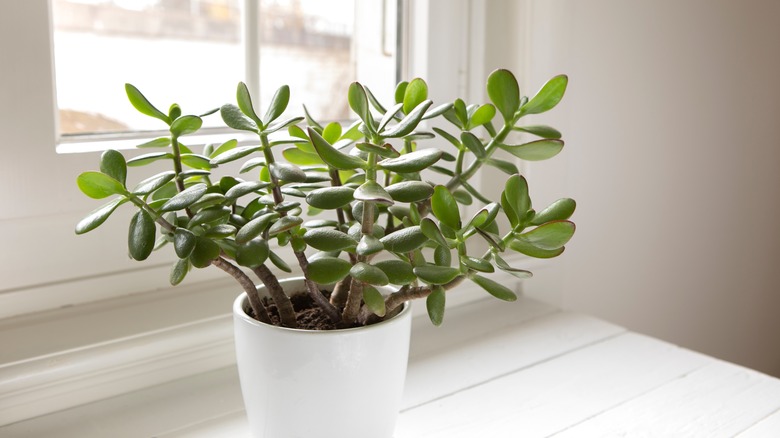 jade plant in white pot