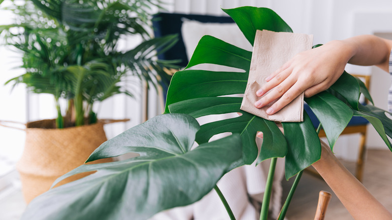 cleaning a monstera plant