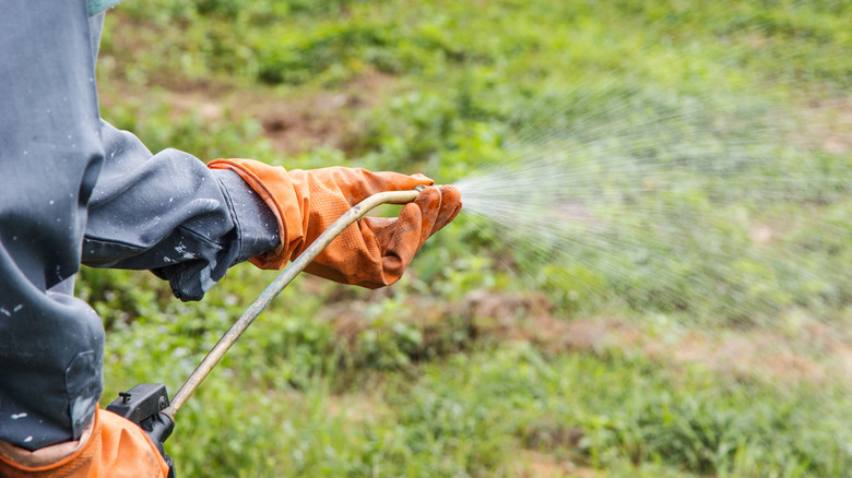 Gardener spraying herbicide
