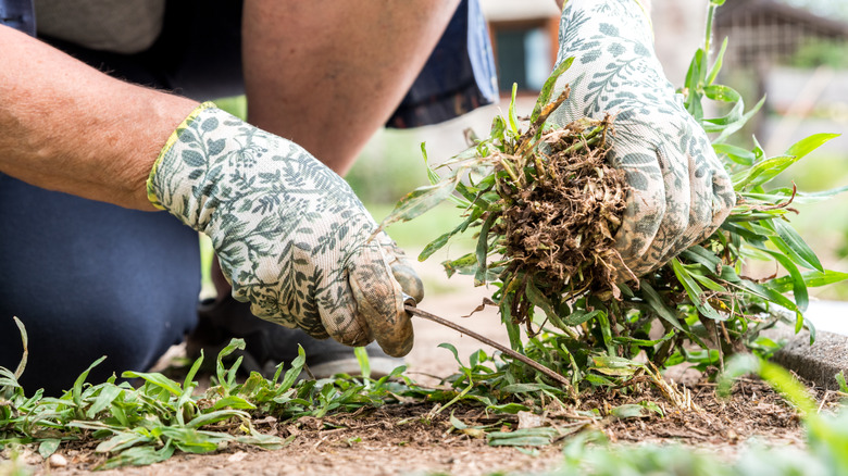 Man with gloves weeding his garden