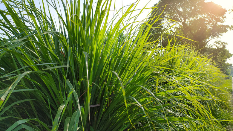 lemongrass growing in front of tree