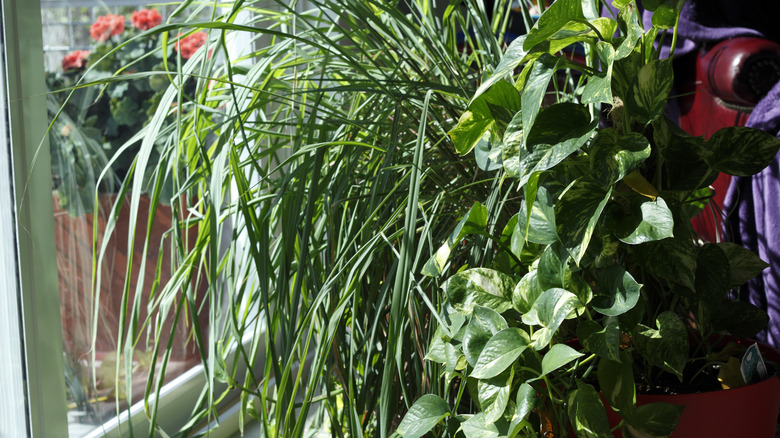 lemongrass in pot indoors
