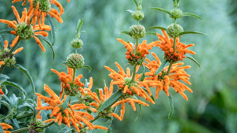 lions ear plant