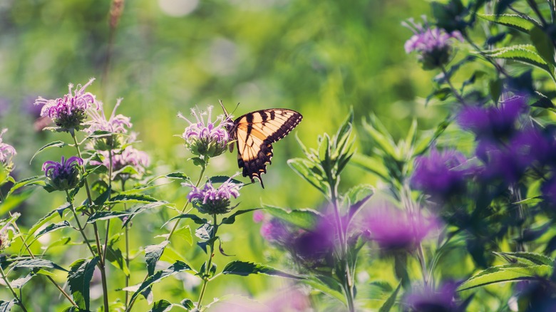 butterfly on monarda wildflower