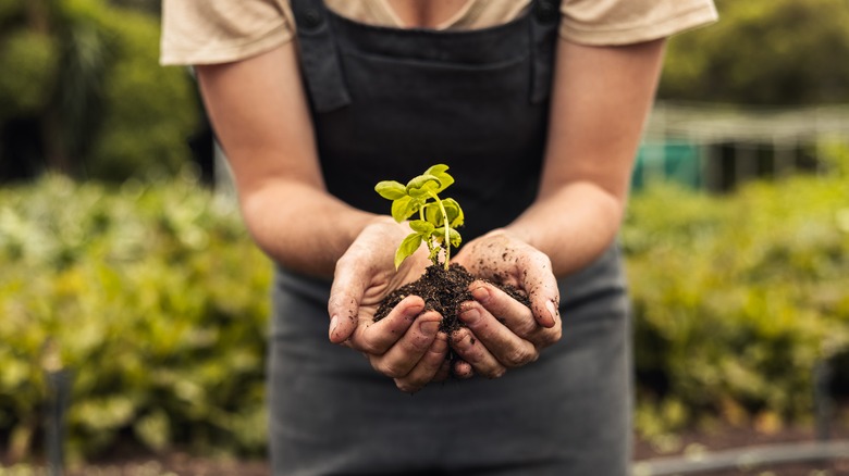 Person holding a plant