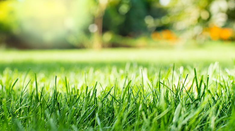 Growing grass on a sunny day,