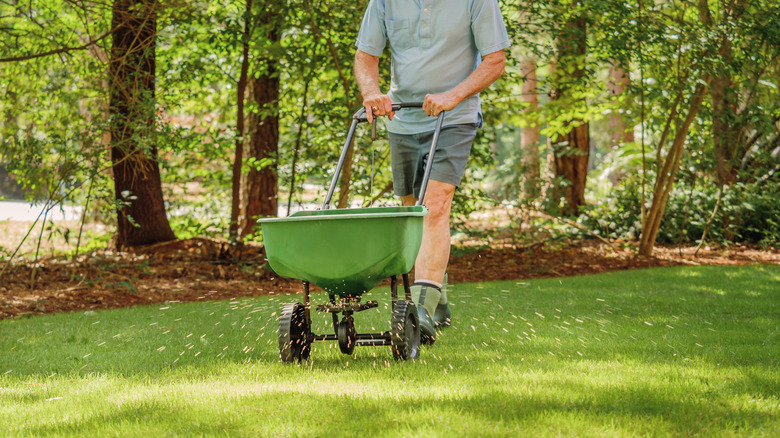 A person plants grass seed in the lawn using a seed spreader cart.