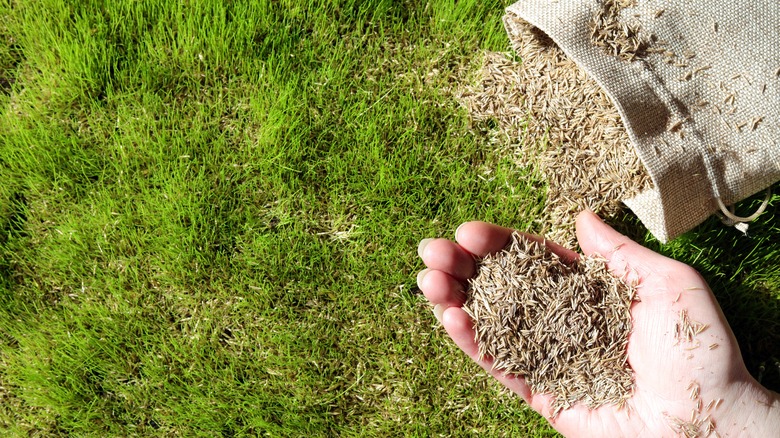 A hand holds grass seed ready to plant in the lawn.