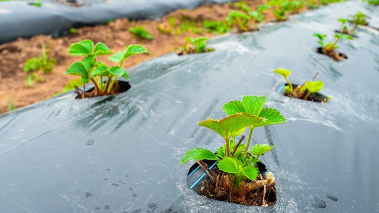 Plants surrounded by plastic mulch