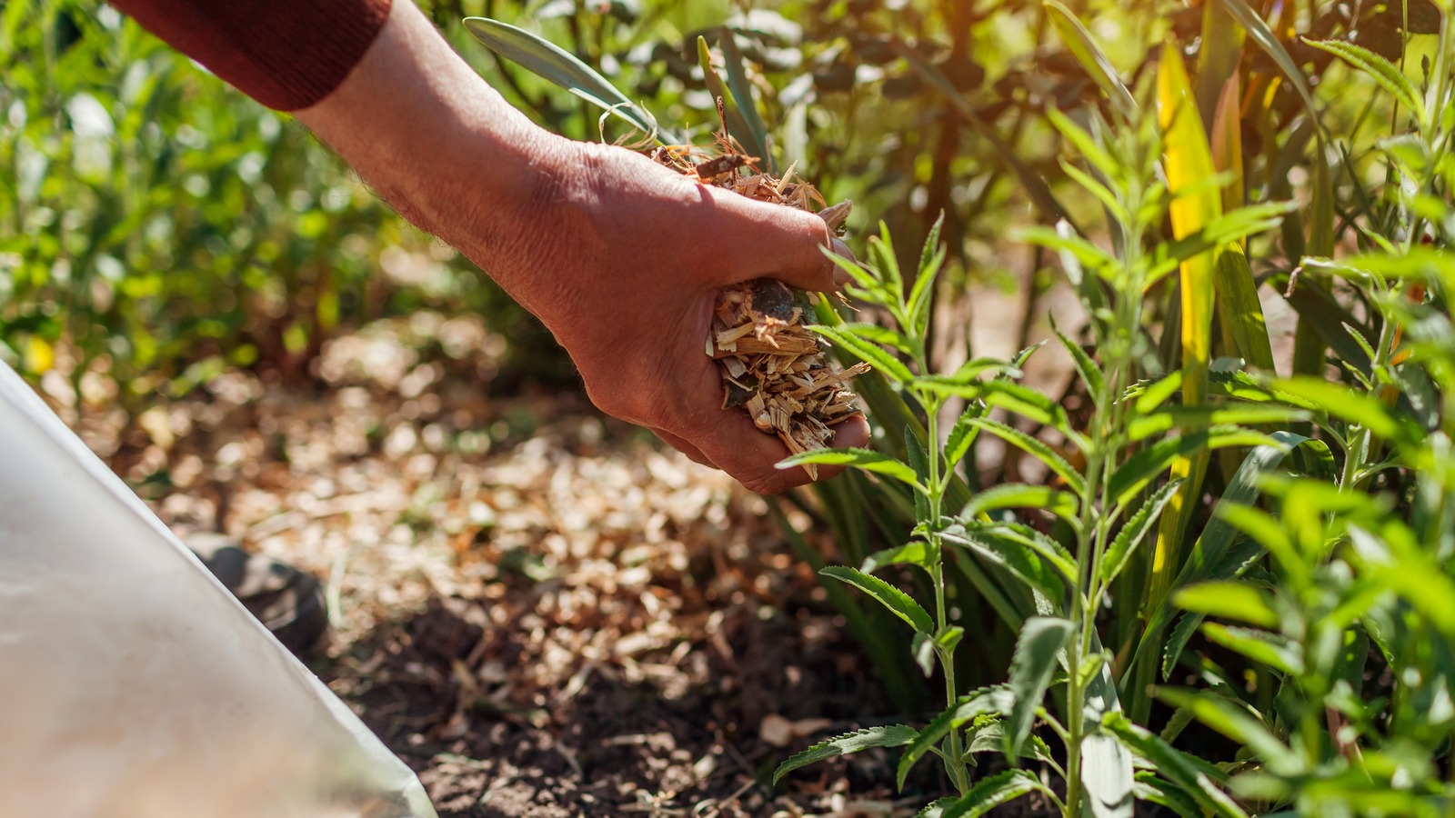 Is Organic Or Inorganic Mulch Actually Better For Your Garden?