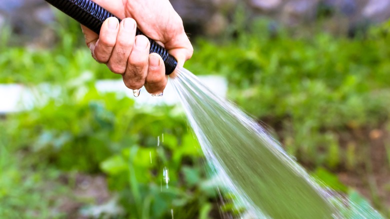 man watering garden