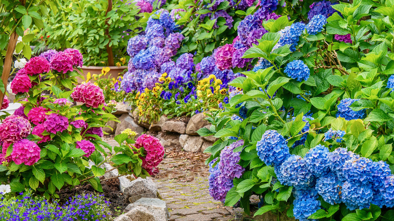 Garden of bright hydrangea blooms 