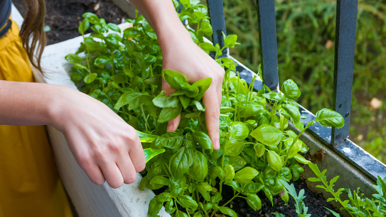 Taking clippings of basil