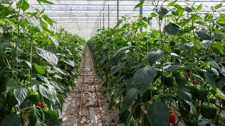 pepper plants in greenhouse