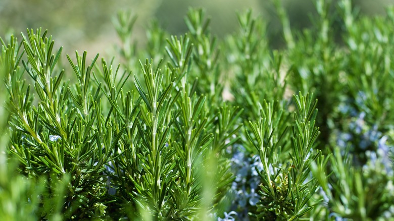 A rosemary plant barrier