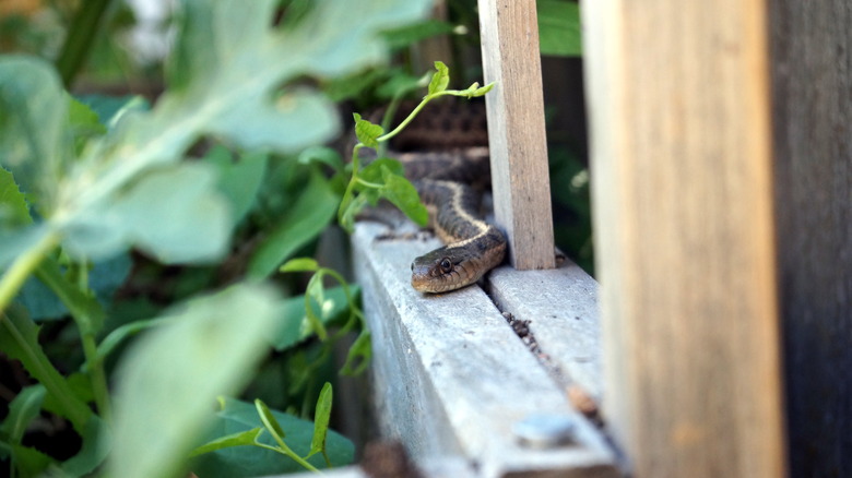 A snake in a garden 