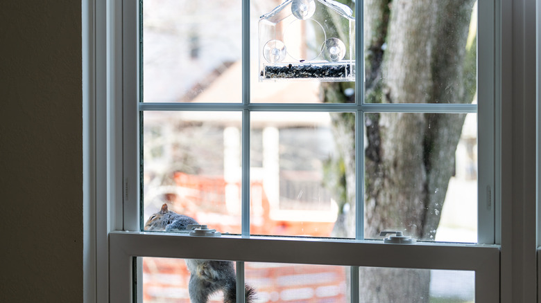 squirrel climbing on window mesh