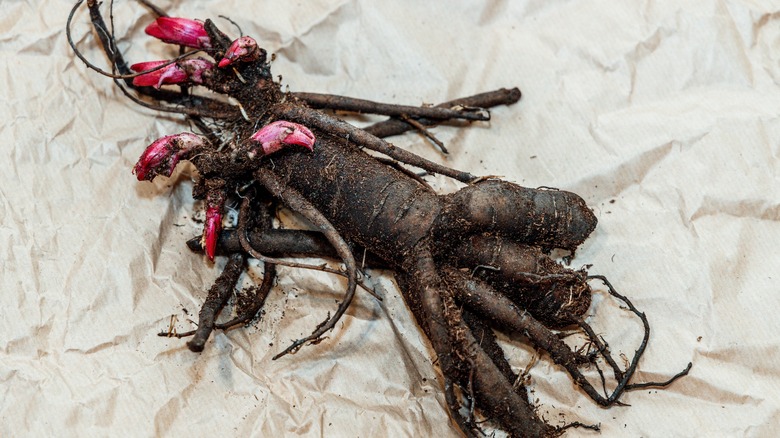 bare root peony tubers