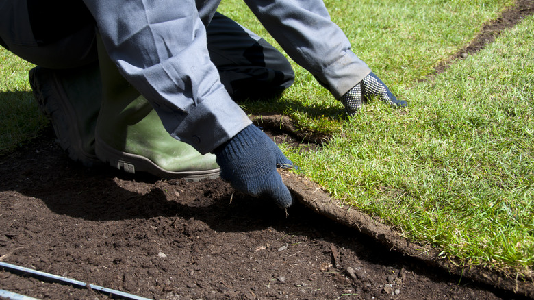 Person installing sod