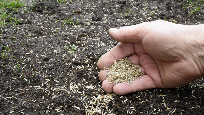 Plannting grass seed