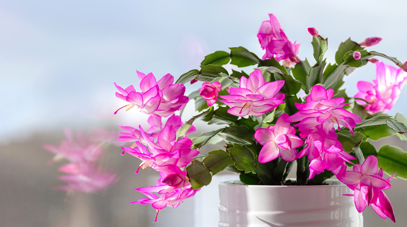 Is Sugar Water The Key To A Happy And Healthy Christmas Cactus?