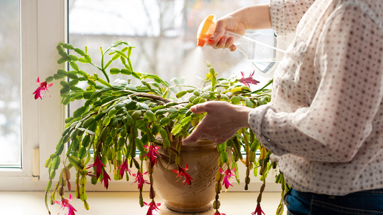 Woman mists Christmas cactus