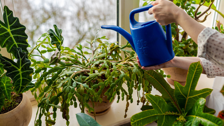 Person waters Christmas cactus